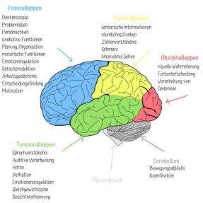Neurolifebalance Personal Coaching Furs Gehirn
